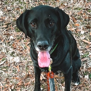 Team Page: Petty's Pals